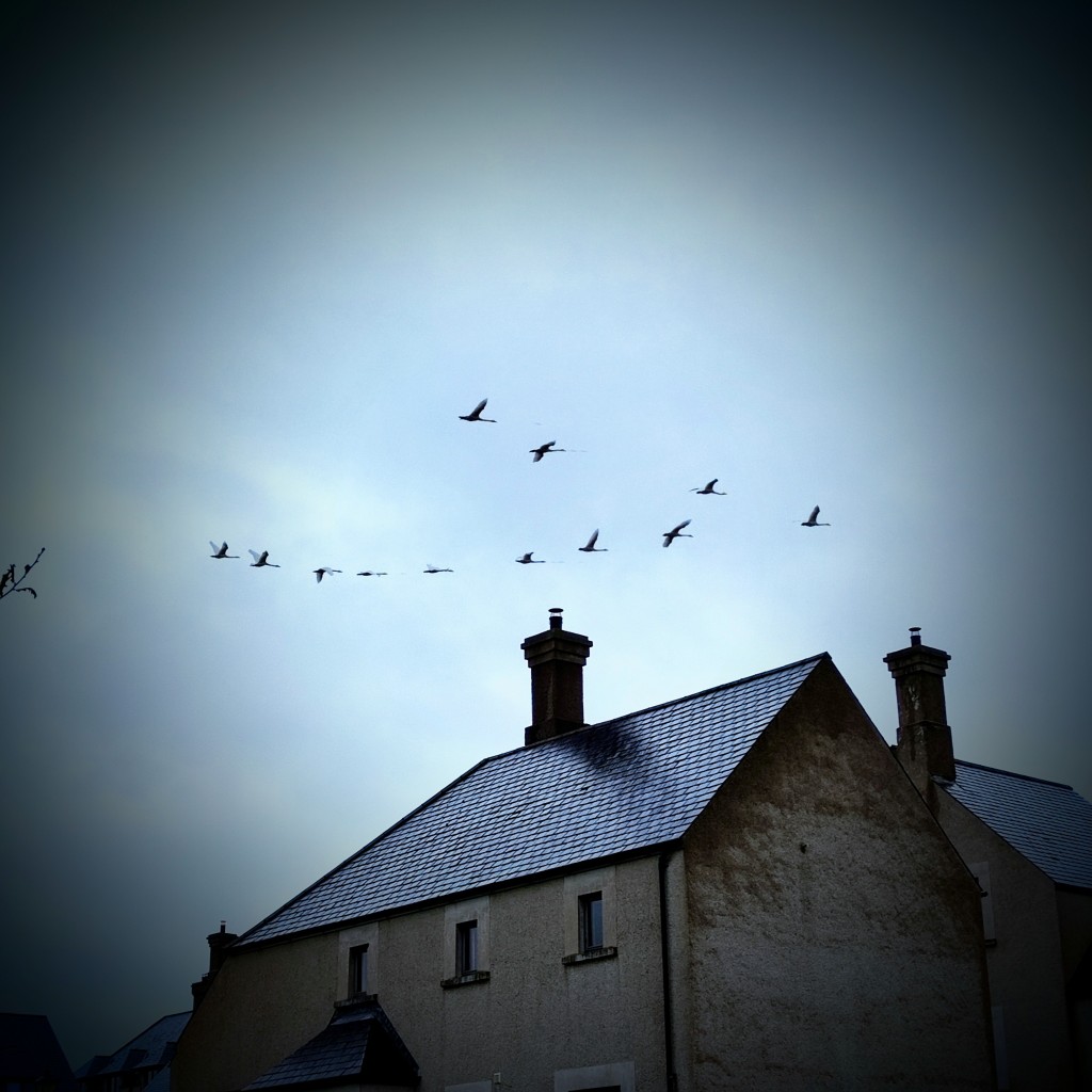 a V shaped flight of swans in a grey sky fly over a stone building